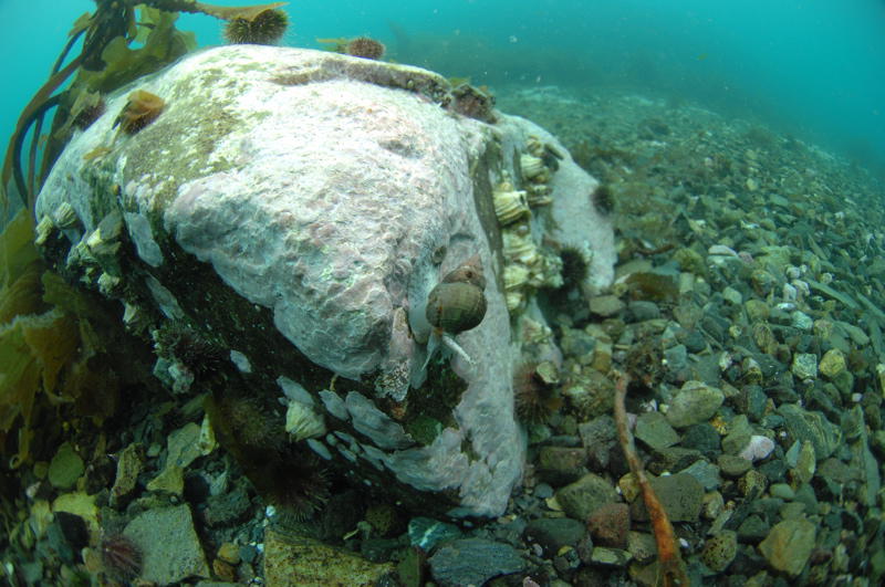 Typische Unterwasserlandschaft unterhalb von 12 Meter mit vielen Krebsen, Schnecken, Seeanemonen (Bild von Shaowen Li)